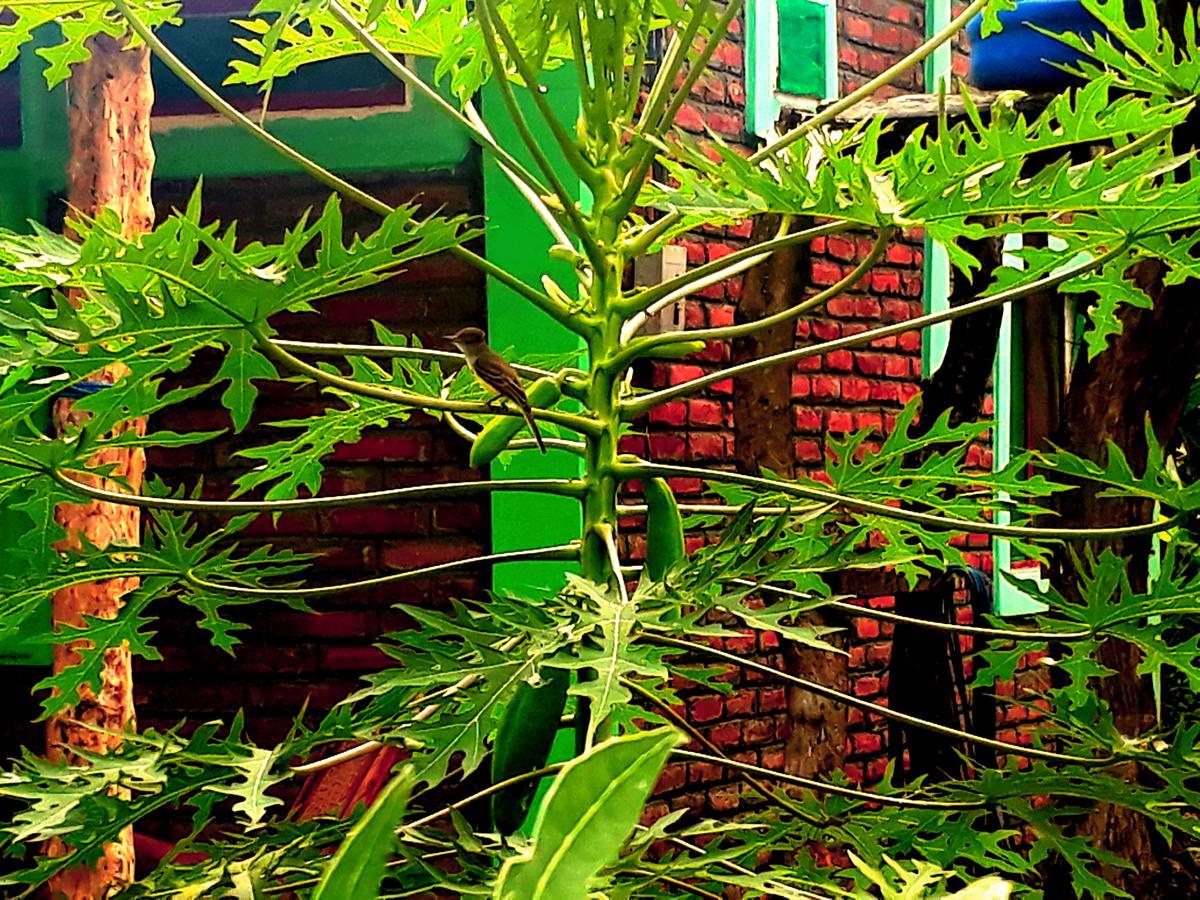 Altagracia Hospedaje Bananas מראה חיצוני תמונה